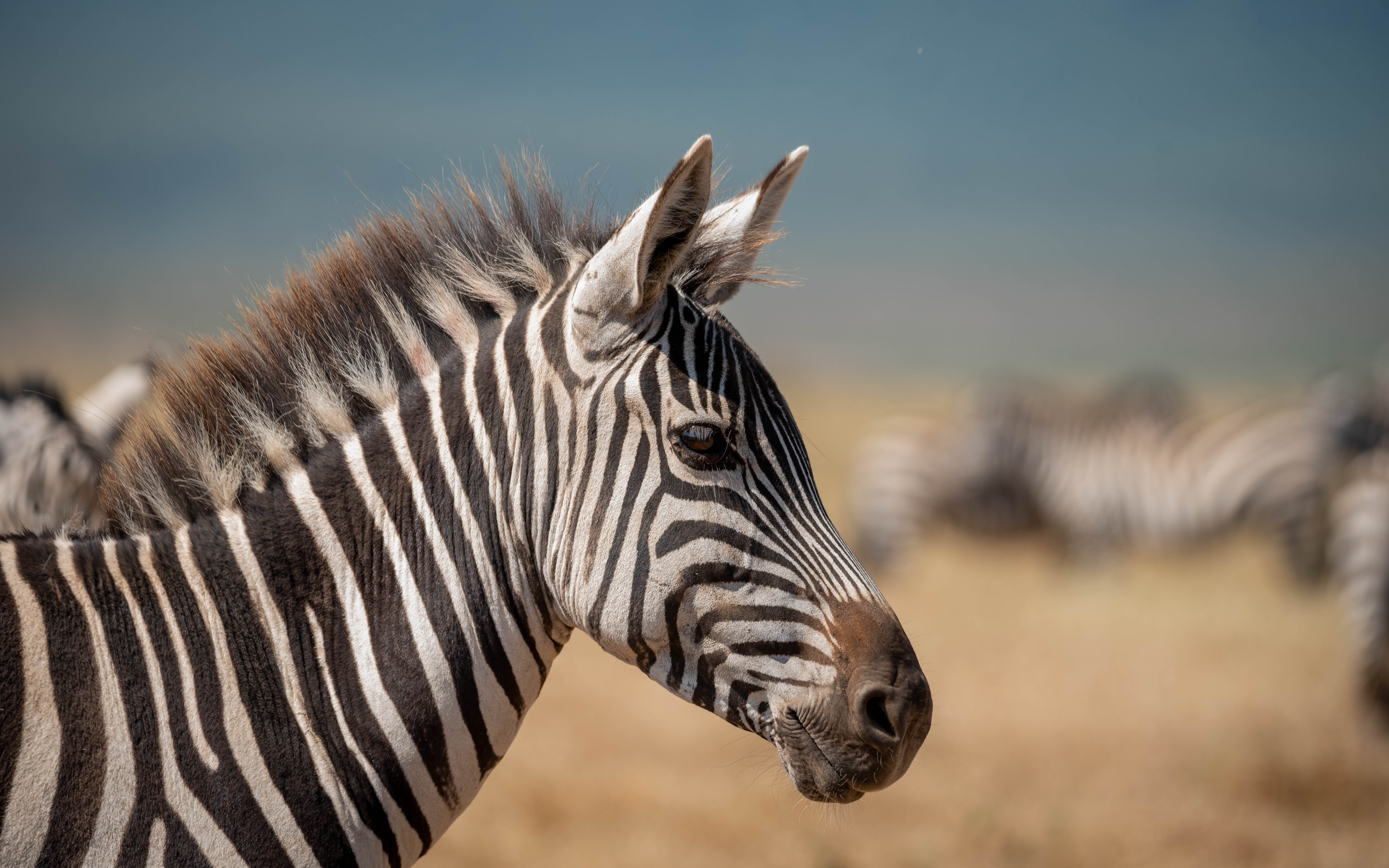 Northern Circuit Safari