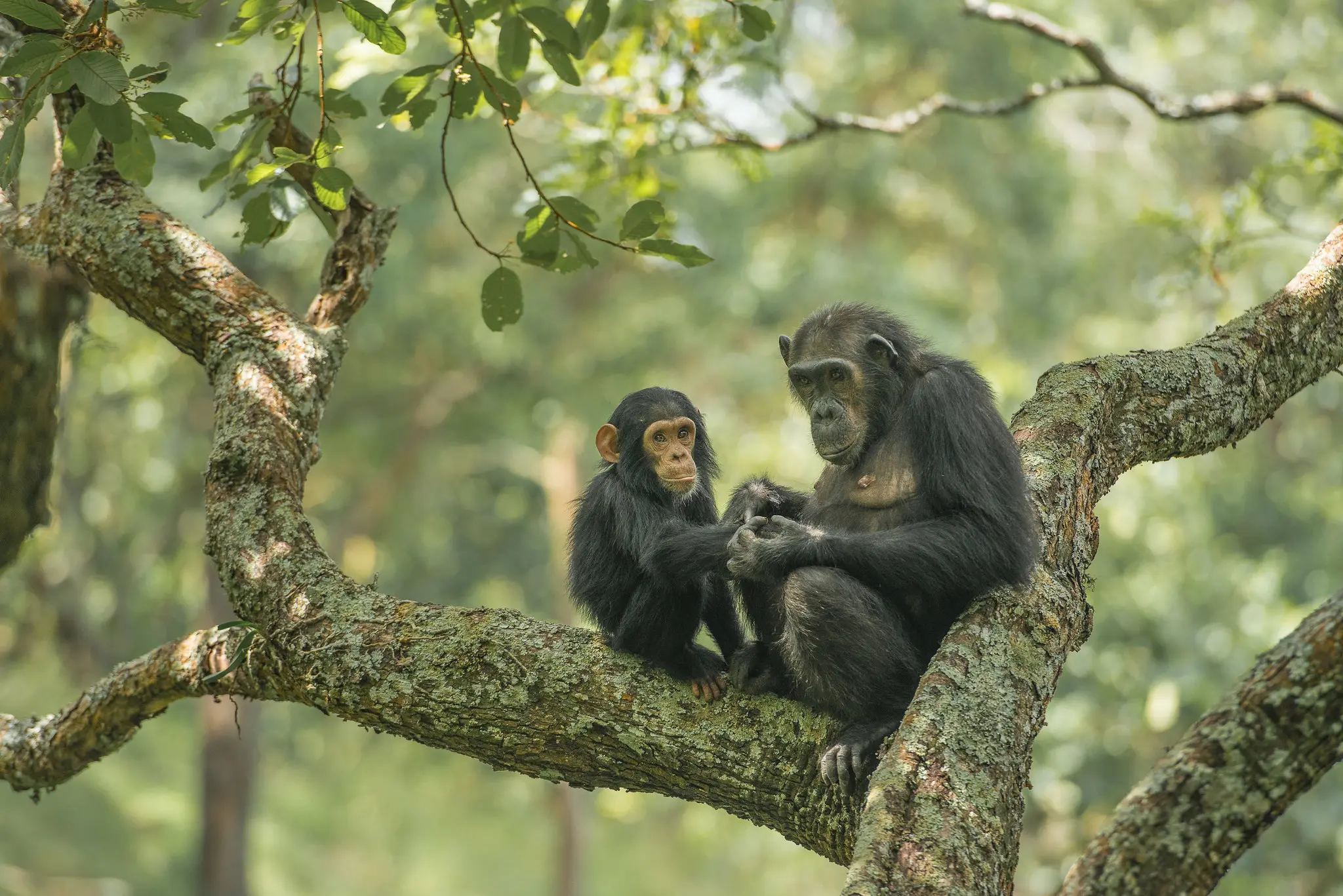 Chimpanzee Trekking