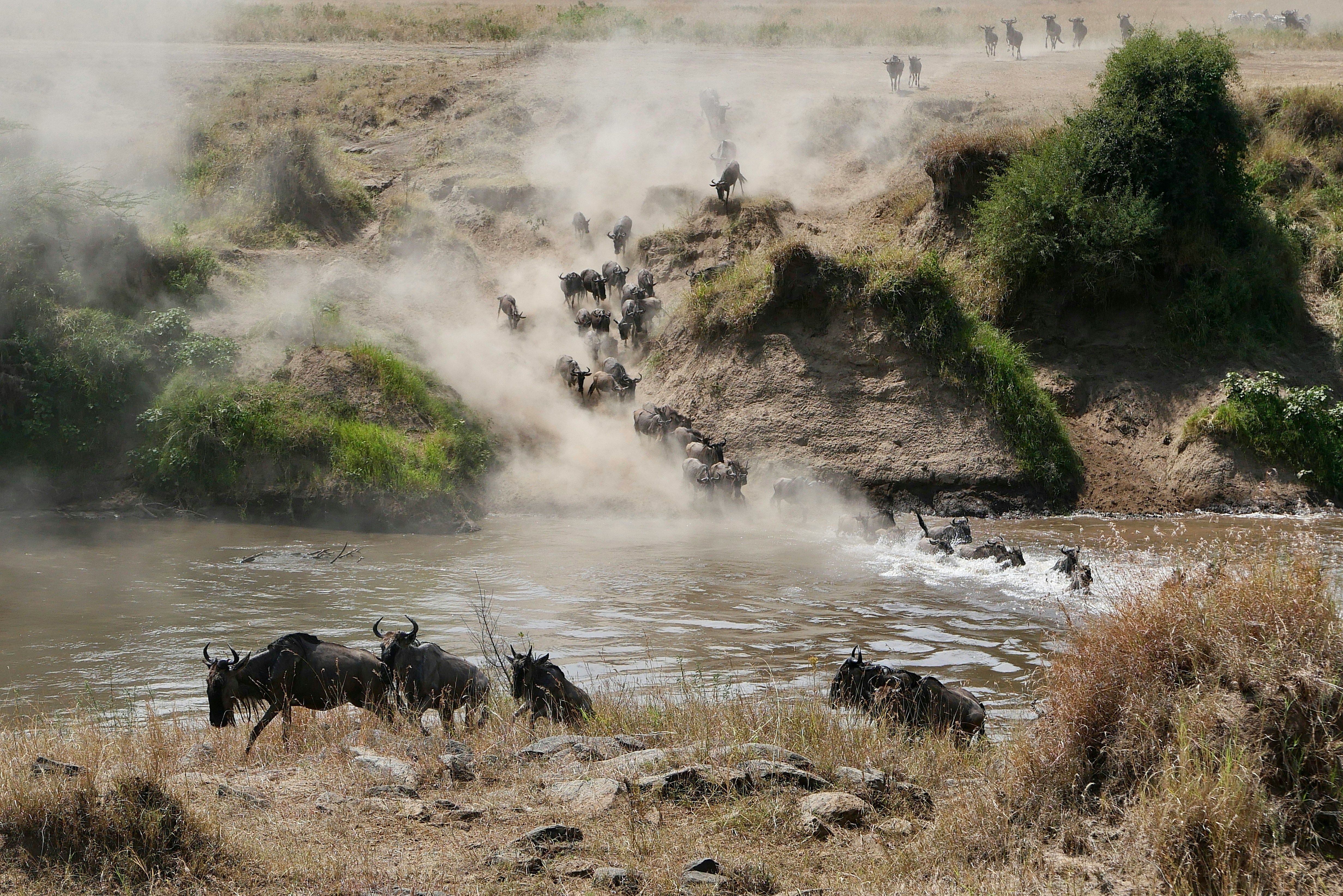 Great Migration Safari