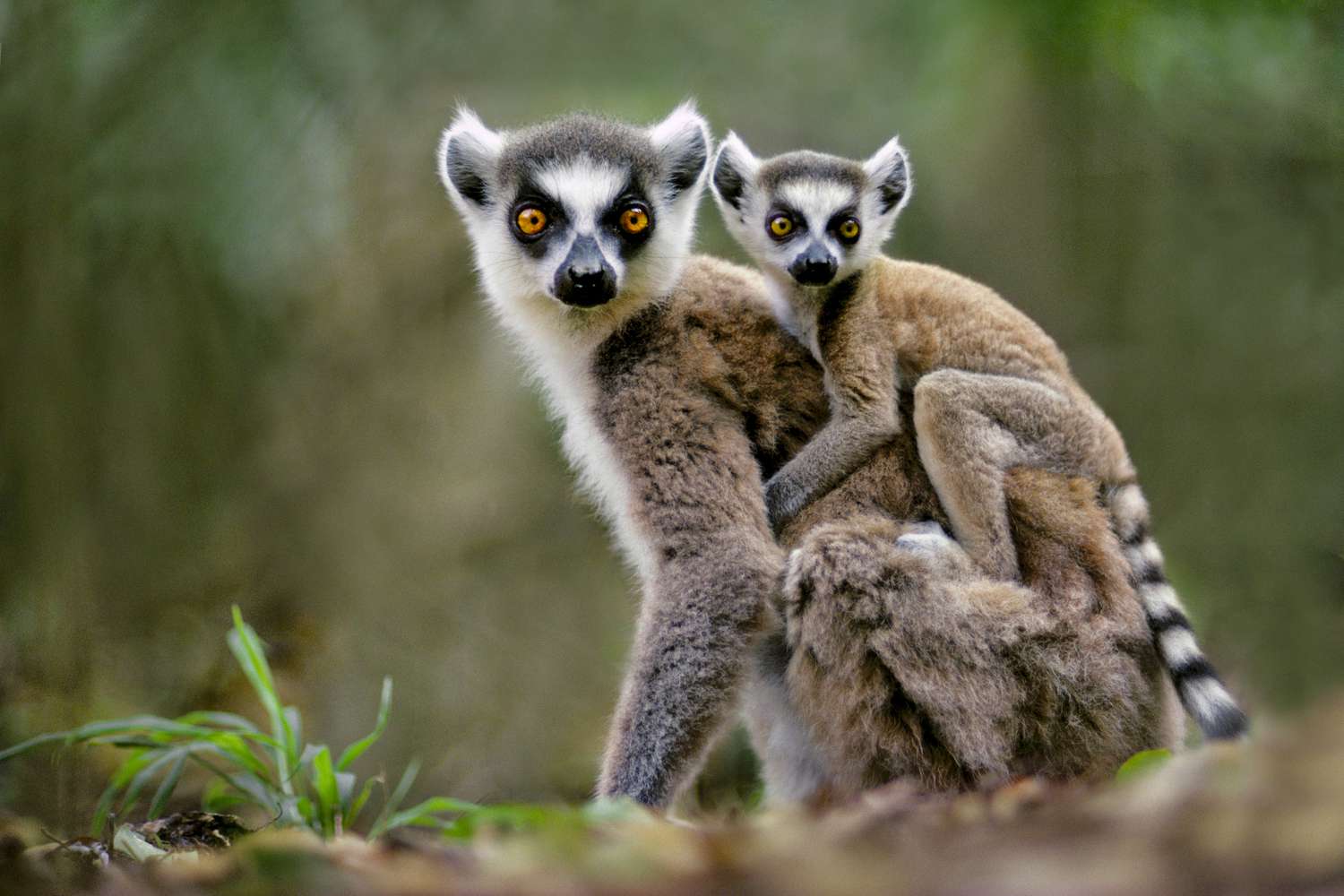 Madagascar Expedition Package