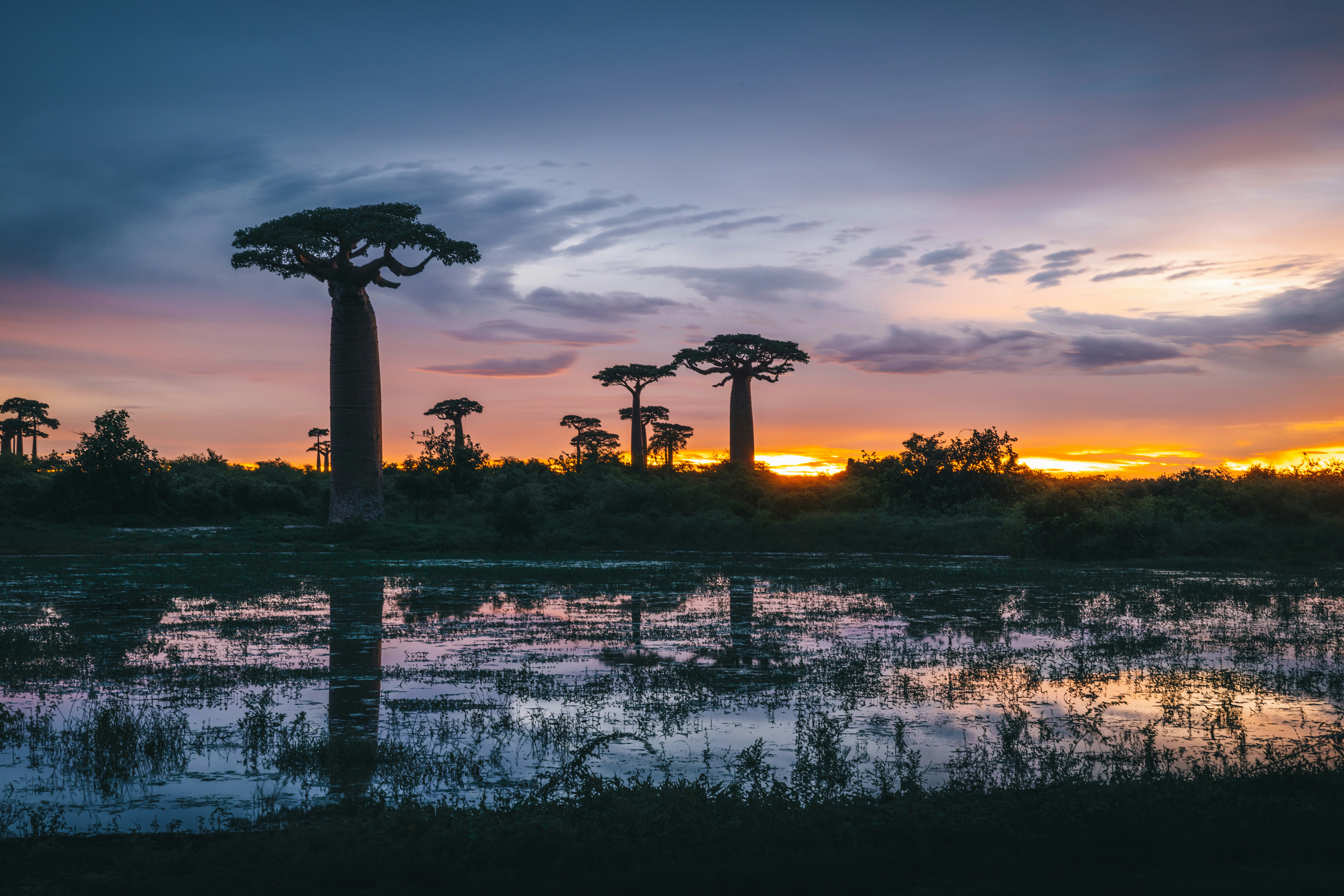 Madagascar Avenue of Baobabs