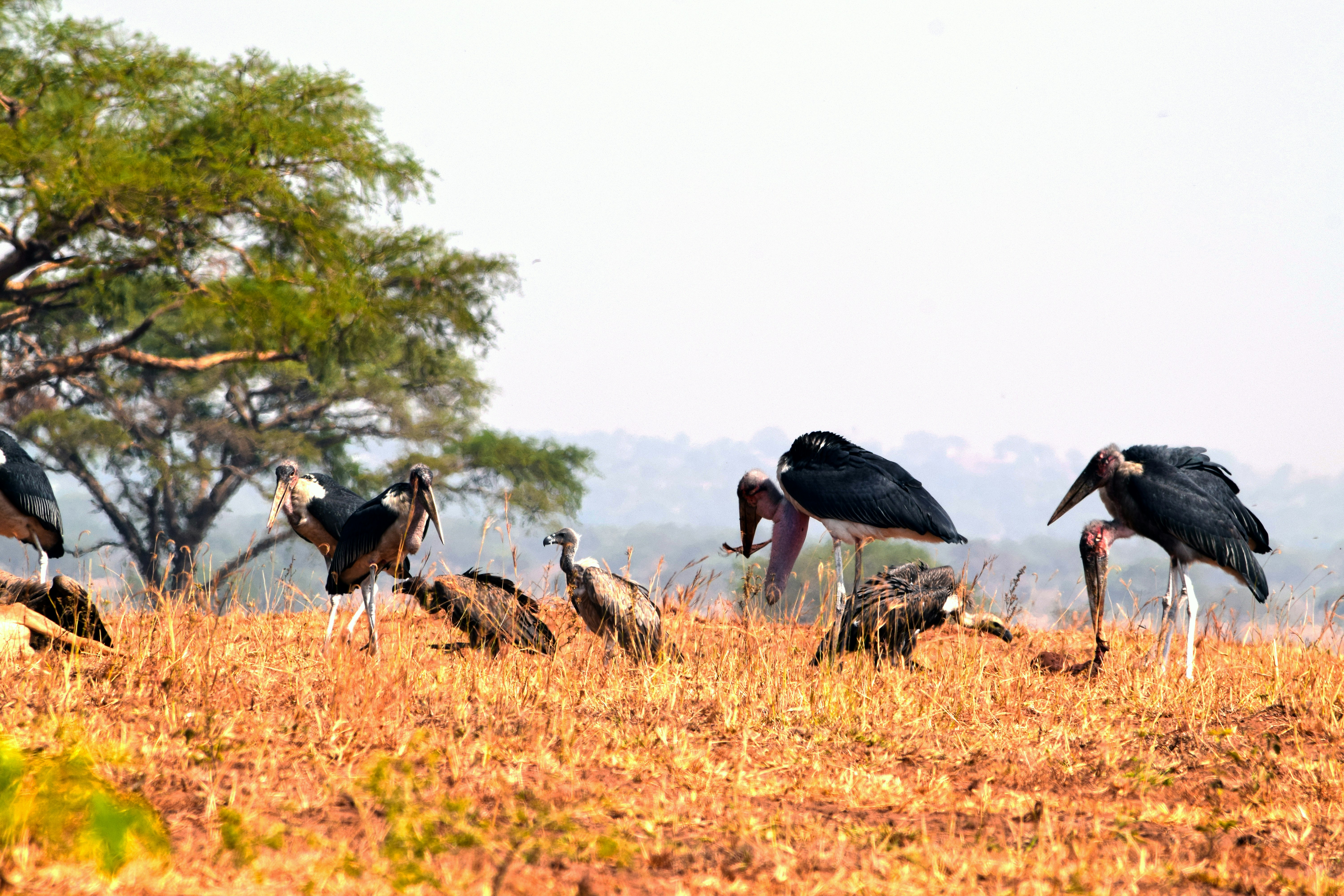 Birding Uganda Safari