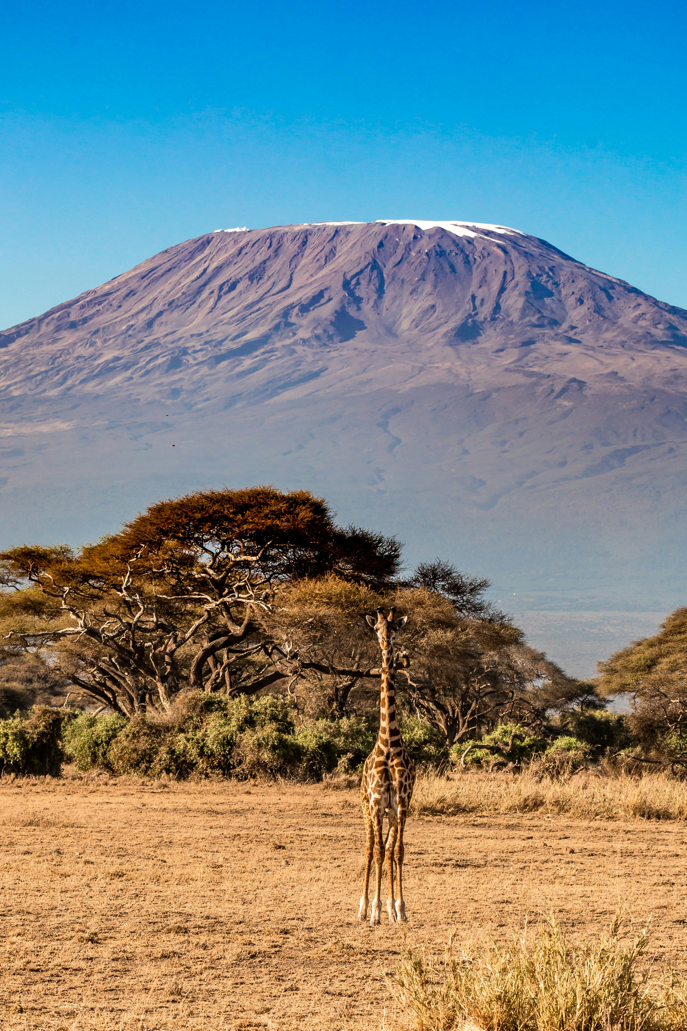 Amboseli with Kilimanjaro Views