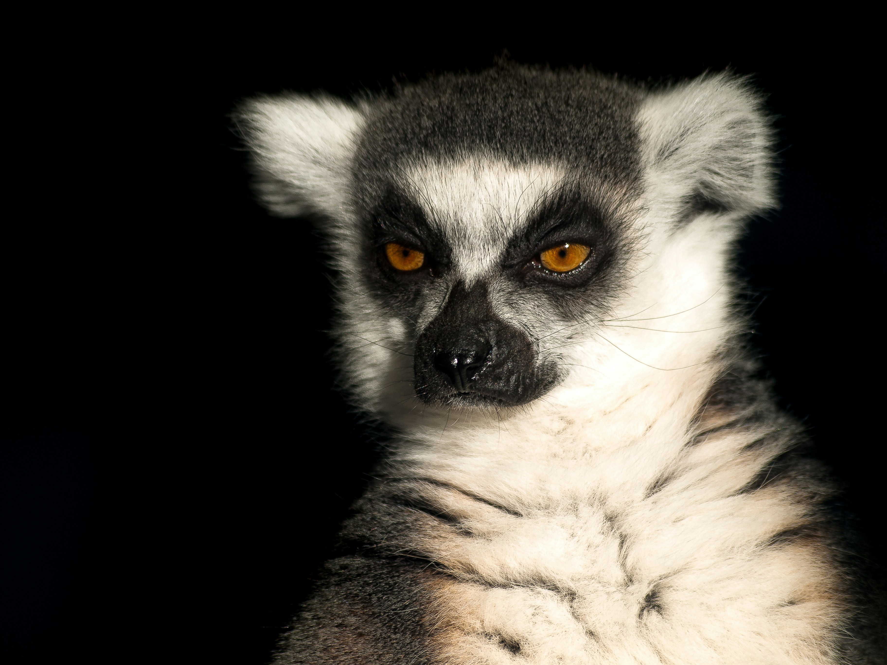 Classic Madagascar Wildlife Tour