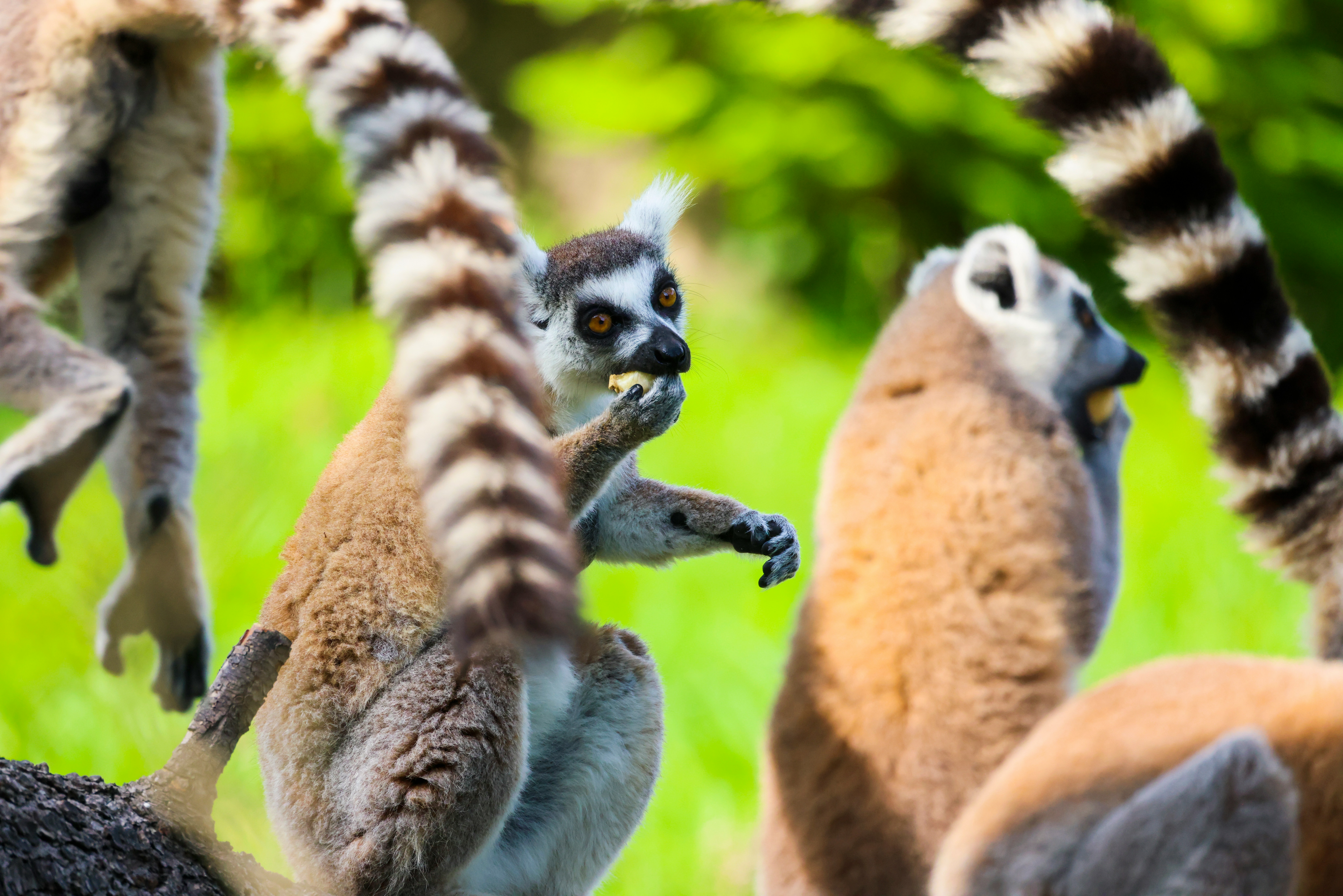 Photography Madagascar Tour